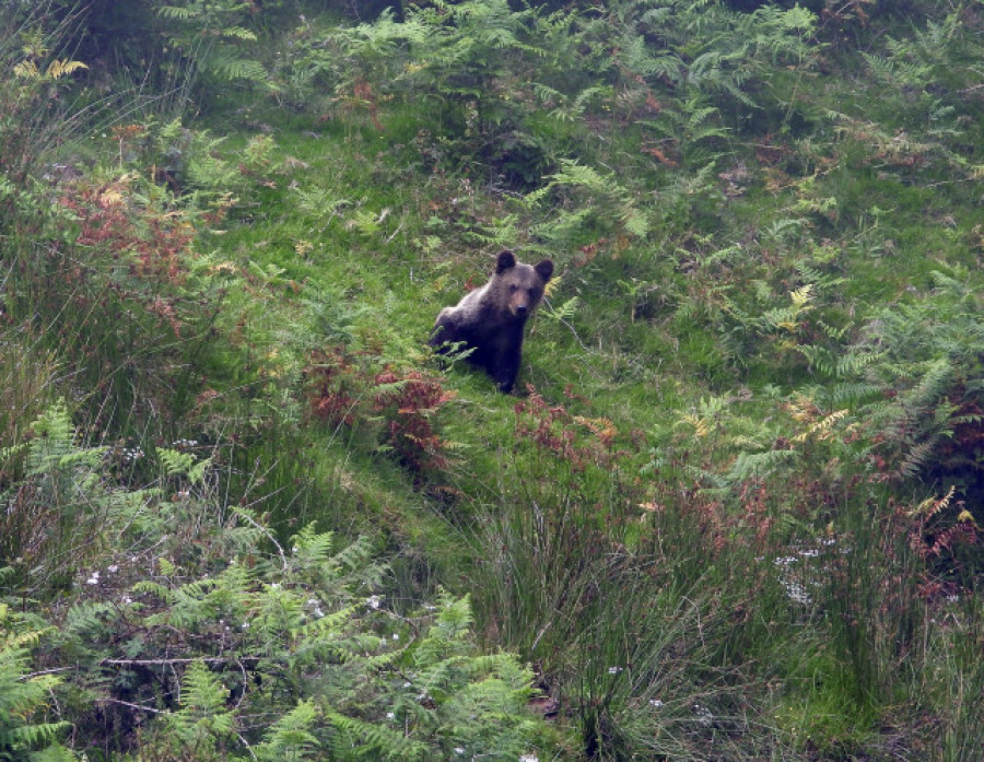 Reintroducen en la naturaleza una cría de oso pardo de siete meses rescatada en abril