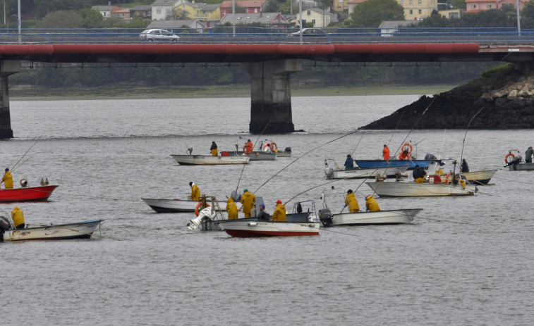 La extracción de almeja babosa en la ría de Ferrol, en mínimos históricos