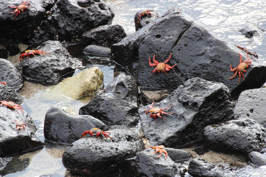 Aparecen centenares de cangrejos muertos en una playa de Valdoviño