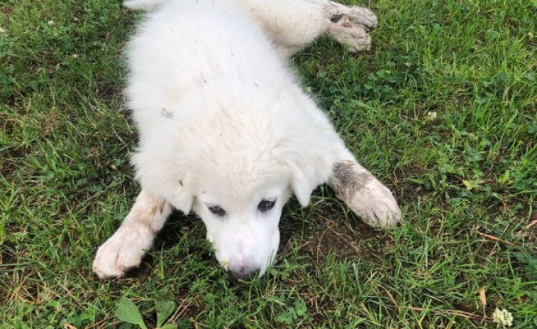 Reino Unido calificará el robo de mascotas como un delito penal