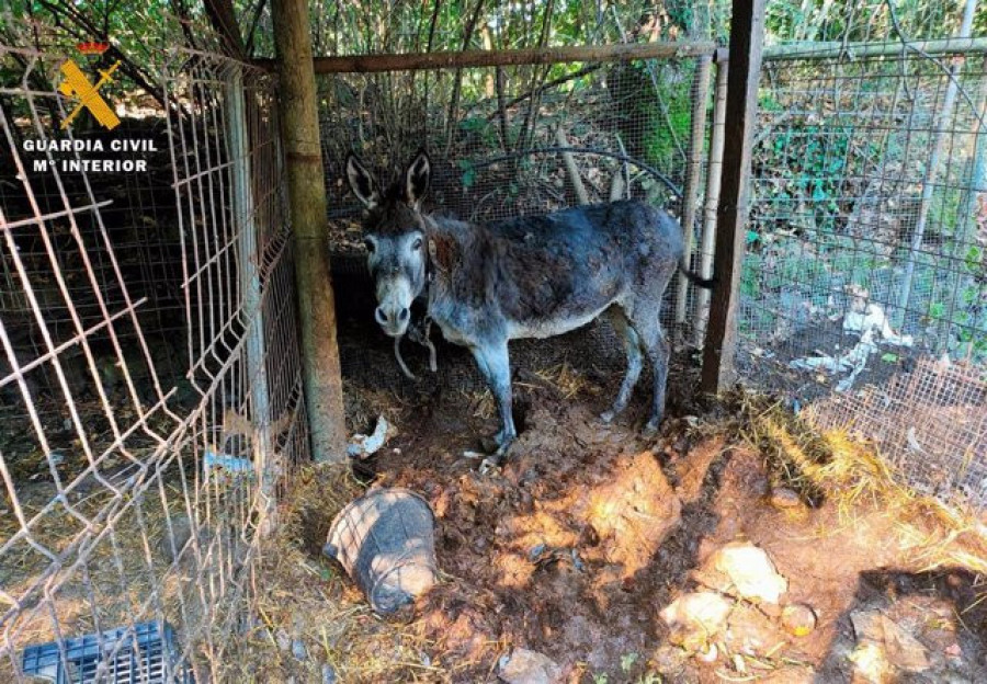 Investigado por tener 13 perros encerrados y un burro con heridas, además de aves protegidas