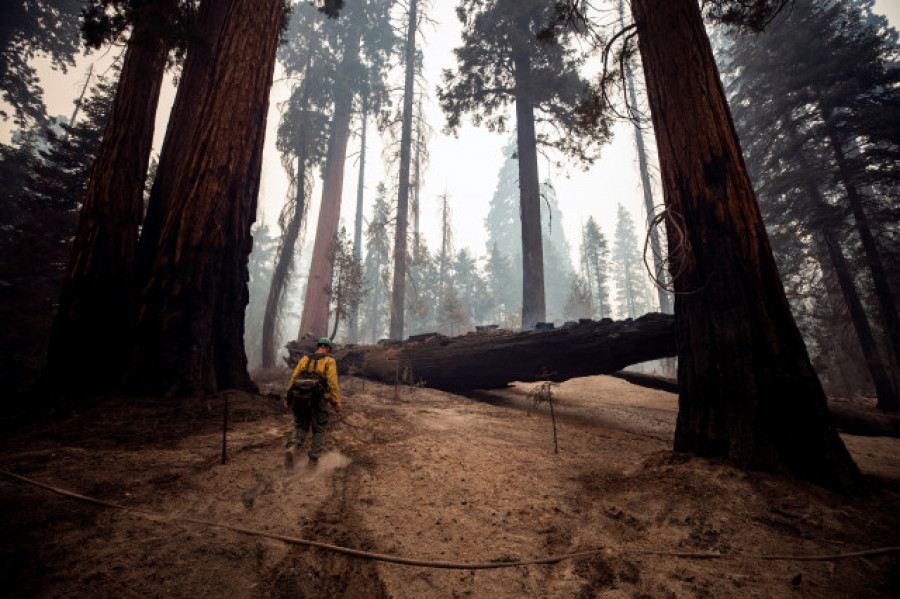 Miles de bomberos tratan de proteger del fuego a las secuoyas californianas