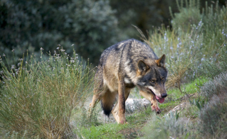 Siete comunidades, entre ellas Galicia, se rebelan contra la orden que prohíbe cazar lobos