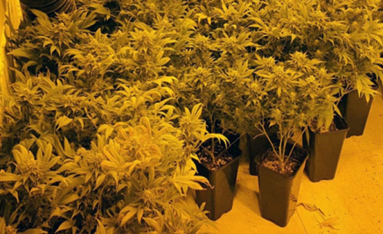 Un juez de Lugo no ve delito en el cultivo de 222 plantas de marihuana intervenidas a un hombre