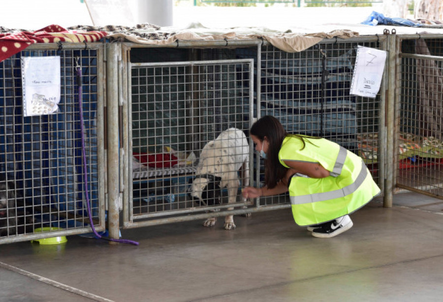 Concluye con éxito la prueba para el rescate de los perros atrapados entre la lava en La Palma