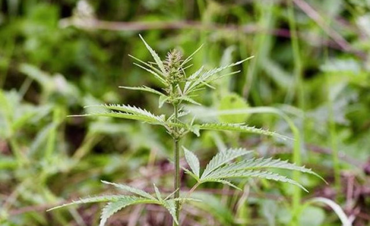 Luxemburgo permitirá poseer cuatro plantas de cannabis por hogar para consumo propio