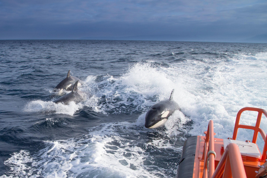 Un estudio tratará de minimizar los impactos de las orcas en embarcaciones para mayor seguridad