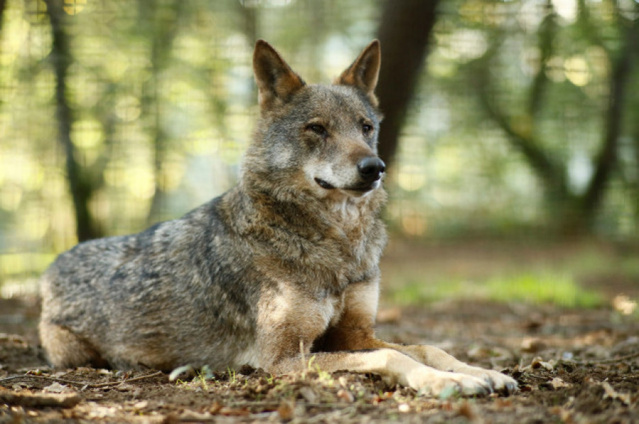 Los animalistas sugieren la aplicación del 155 en Galicia por la postura “antilobo” de la Xunta