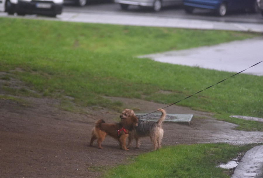 Detenido un hombre en Ourense por clavar alfileres en comida para perros