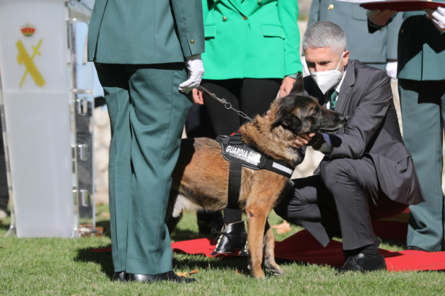 Xena y Marley, los héroes de la Guardia Civil con más de dos patas