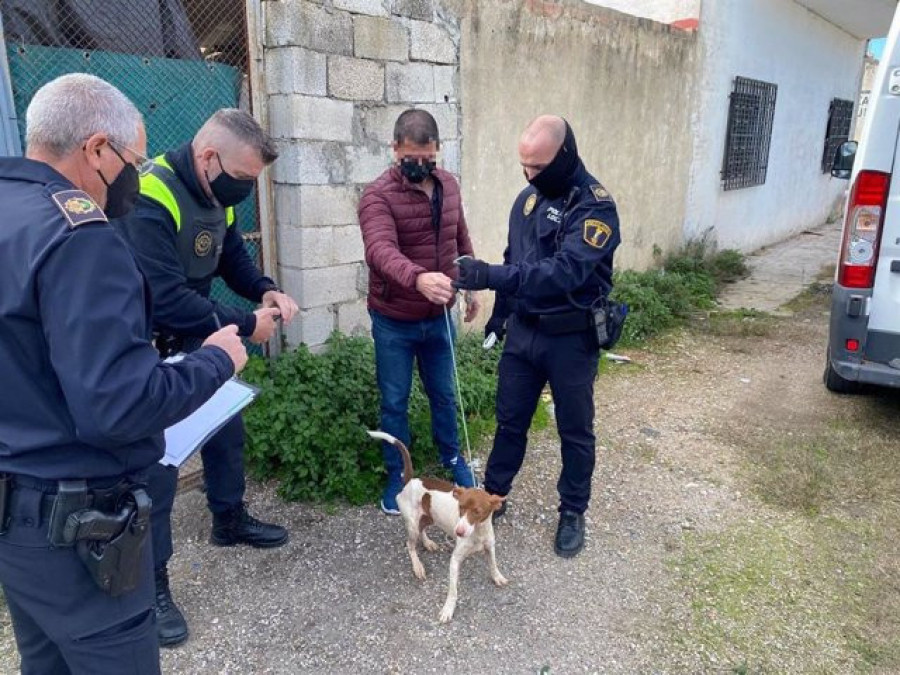 Rescatan a 39 perros que se encontraban en condiciones insalubres en una propiedad privada de Xàtiva