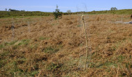 Los montes de Chá acogerán un proyecto de cría de caballo gallego