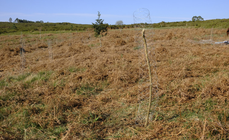 Los montes de Chá acogerán un proyecto de cría de caballo gallego