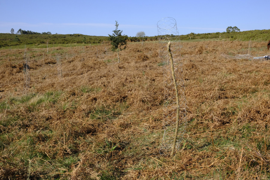 Los montes de Chá acogerán un proyecto de cría de caballo gallego