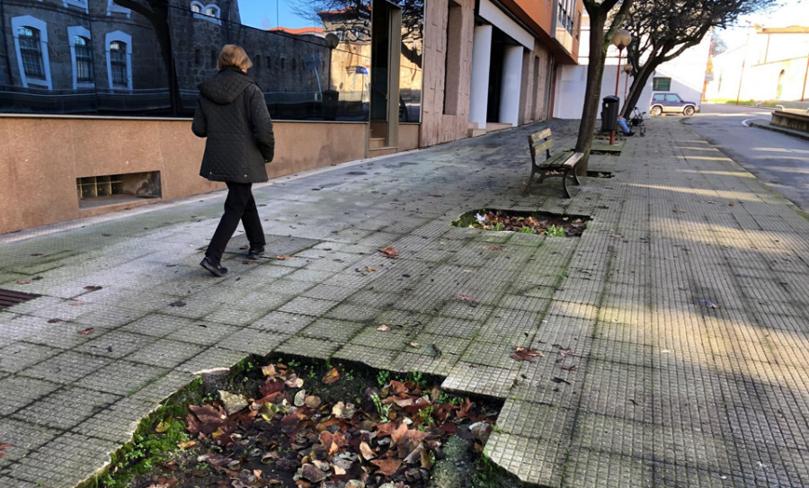 Medio Ambiente repondrá  90 árboles en huecos de calles y plazas de la zona urbana