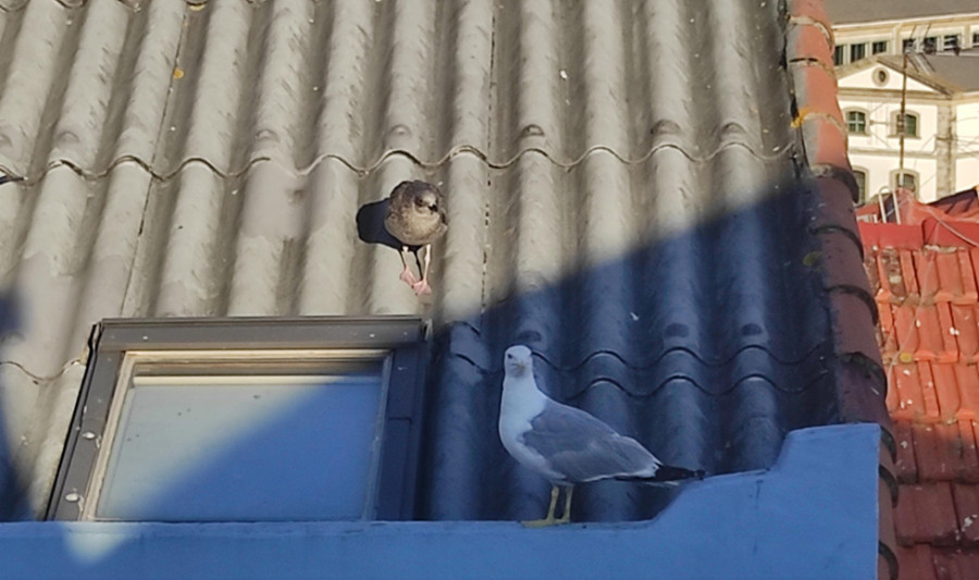 El control de gaviotas, palomas y estorninos en Ferrol supondrá unos 61.700 euros al año