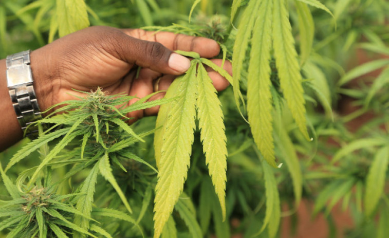 Vecinos de una localidad suiza enferman por una plantación de cannabis local