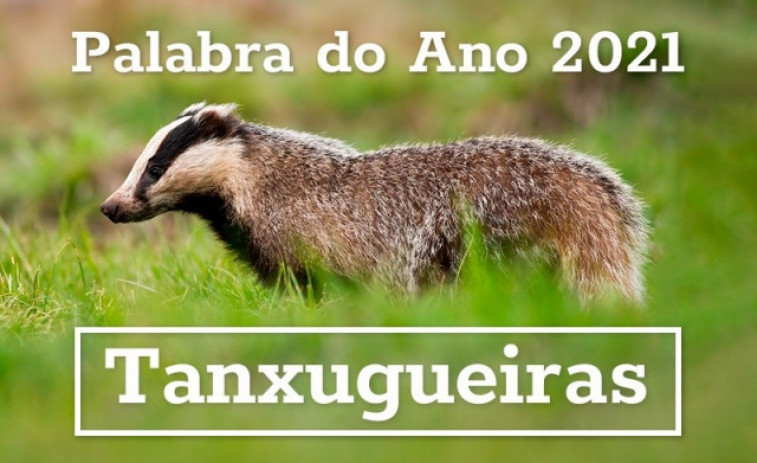 Tanxugueiras, a palabra do ano en Galicia escollida por votación popular