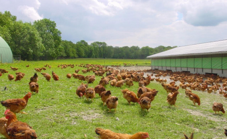 La Xunta prohíbe la cría al aire libre y confina las aves de corral en 34 localidades para evitar la gripe aviar