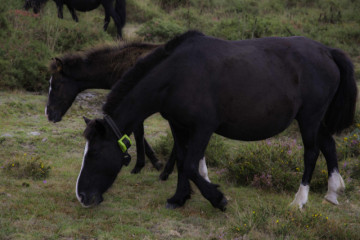 Caballos