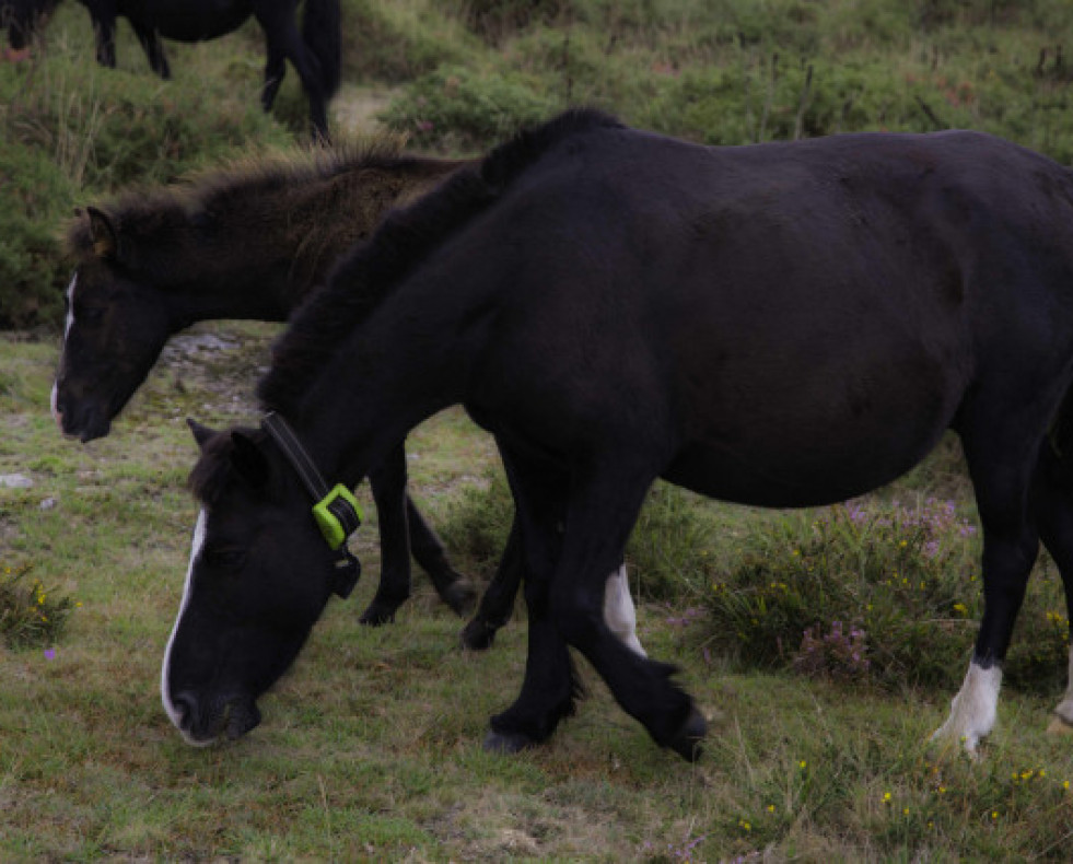 Caballos