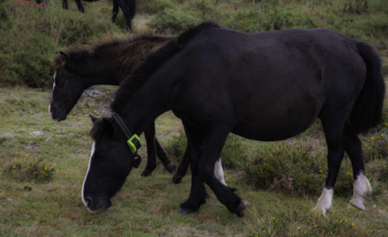 Quince caballos muertos al despeñarse por un barranco para huir de unos perros