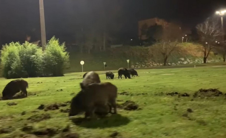 El Concello de Ferrol instalará jaulas para capturar jabalíes en la zona urbana