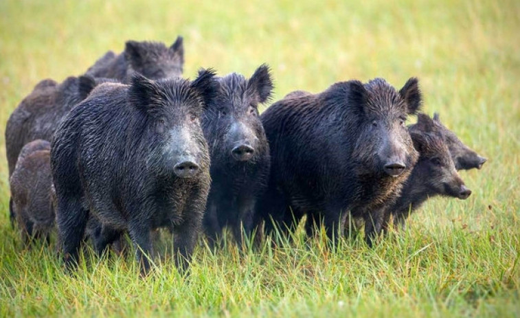 Más de 35.000 accidentes de tráfico con animales, la mayoría jabalíes y corzos