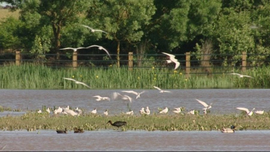 La biodiversidad de Doñana se muestra desde hoy en directo 24 horas al día