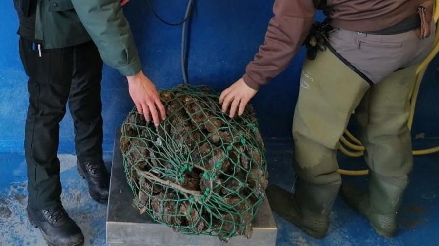 La Guardia Civil se incauta de 49 kilos de ostra en Mugardos