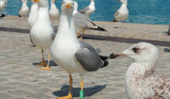 Detectan otros dos nuevos casos de gripe aviar en gaviotas en A Coruña y Ribadeo