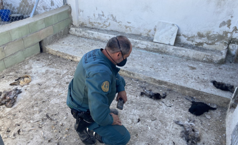 Investigan a un vecino de Camariñas que colgó un vídeo en el que disparaba a un gato