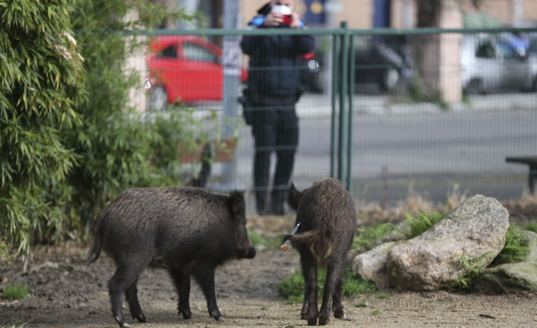 Sedan y capturan a dos jabalíes en el centro de Vigo
