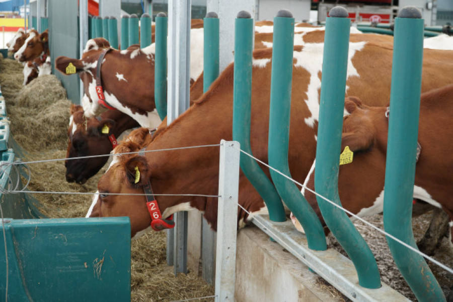 La Xunta insta al Estado a asegurar la entrada de piensos en las granjas y la recogida de leche y de carne