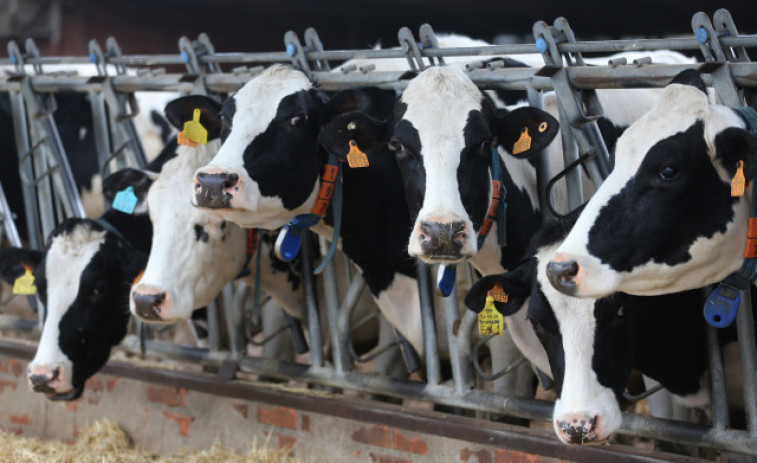 El precio del litro de leche alcanza nuevo récord en Galicia, con 57,6 céntimos