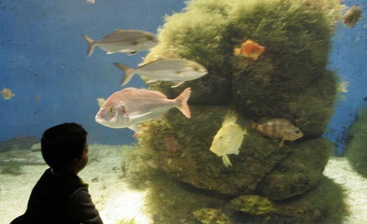 Los peces saben sumar y restar, aunque solo del 1 al 5
