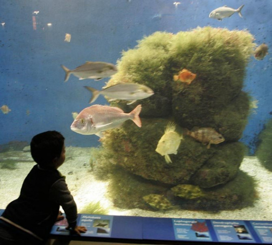 Los peces saben sumar y restar, aunque solo del 1 al 5