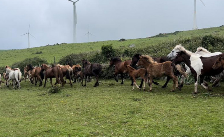 Cedeira se vuelca hoy con la Rapa das Bestas en el curro da Capelada