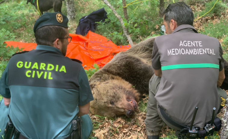 Buscan a un osezno en Palencia tras despeñarse su madre al defenderse de un macho