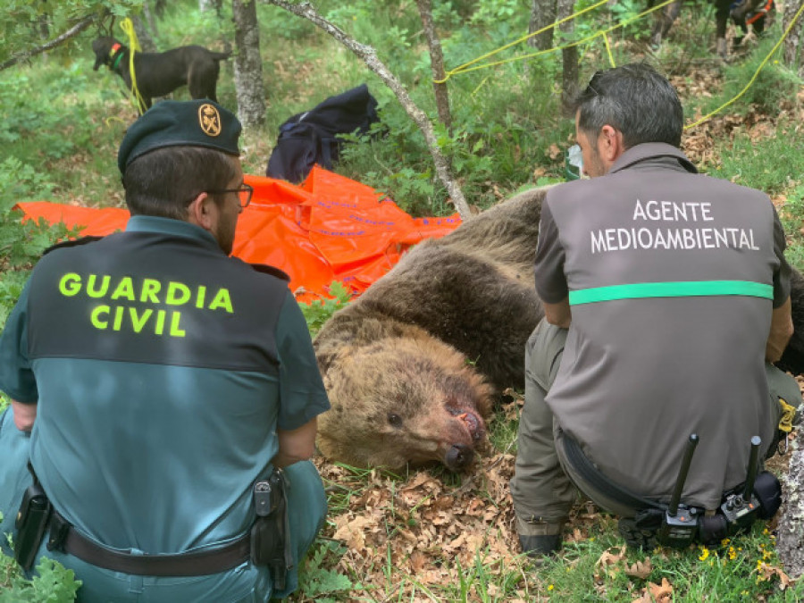 Localizados los restos de la osa y de sus dos oseznos despeñados en Palencia