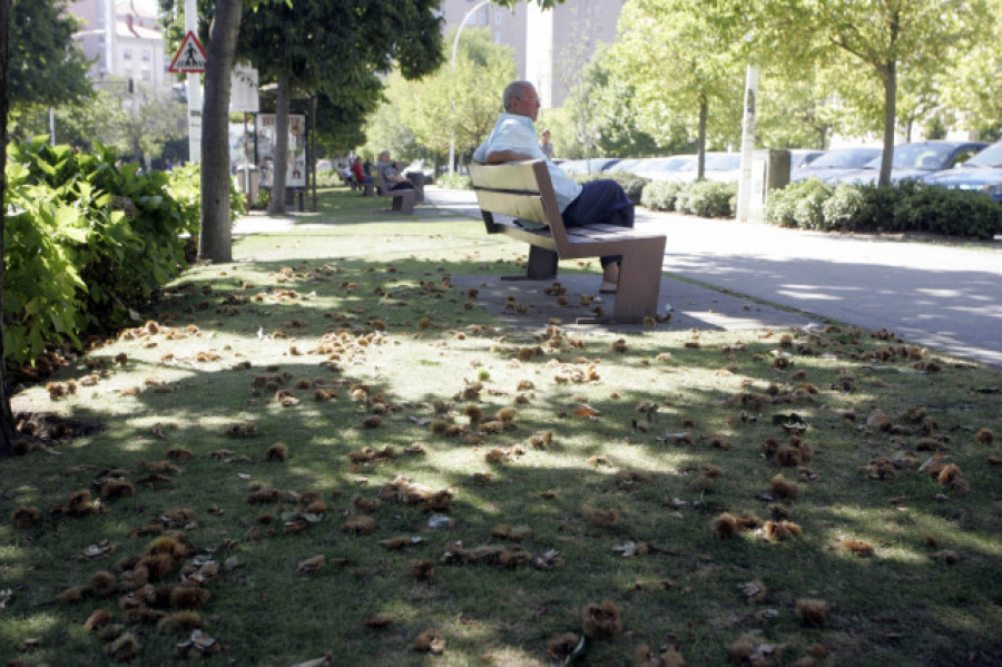 La Xunta prevé plantar 5.500 hectáreas con castaños hasta 2025