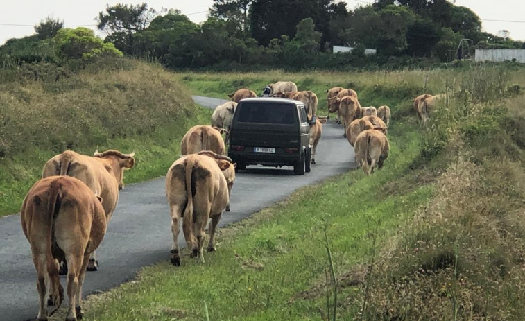Una estampida de vacas irrumpe en el arenal de Ponzos tras fugarse del prado donde pastaban