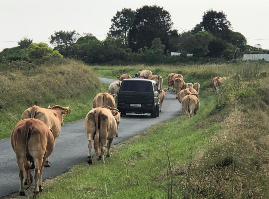 Una estampida de vacas irrumpe en el arenal de Ponzos tras fugarse del prado donde pastaban