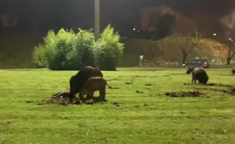 Los jabalíes siguen en la zona urbana desde hace casi un año