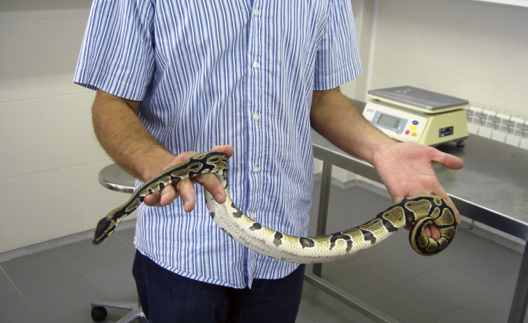 Un vecino de Vigo se encuentra una culebra de más de un metro de largo en el baño de su casa