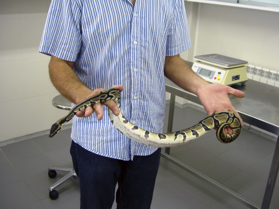 Un vecino de Vigo se encuentra una culebra de más de un metro de largo en el baño de su casa