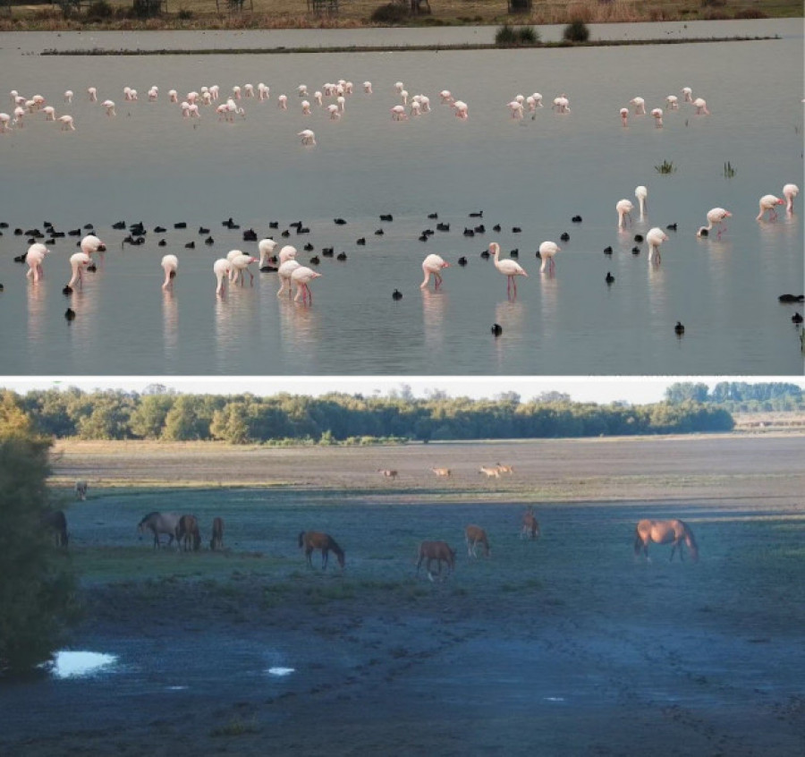 La sequía lleva a Doñana a los números más bajos de aves acuáticas de los últimos 40 años