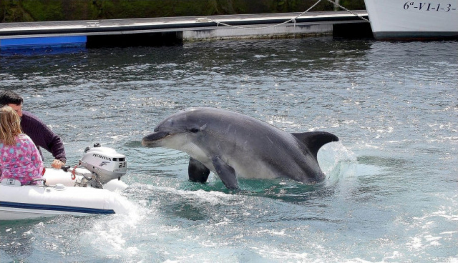 La genómica del paisaje marino de los delfines revela su diversidad adaptativa