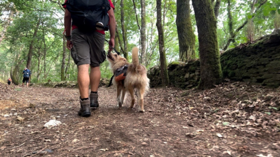 Las rutas xacobeas a cuatro patas: unos 5.000 'perregrinos' hacen el Camino de Santiago cada año