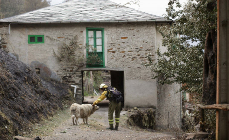 Una ONG cifra en 250.000 los animales muertos por los incendios en Galicia